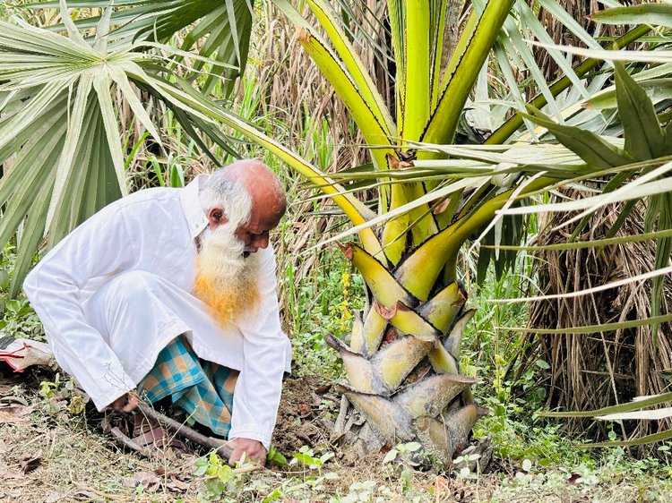 রাস্তার ধা‌রে লাগানো তাল গাছ পরিচর্যায় ব্যস্ত খোরশেদ আলী। ছবি: আজকের পত্রিকা