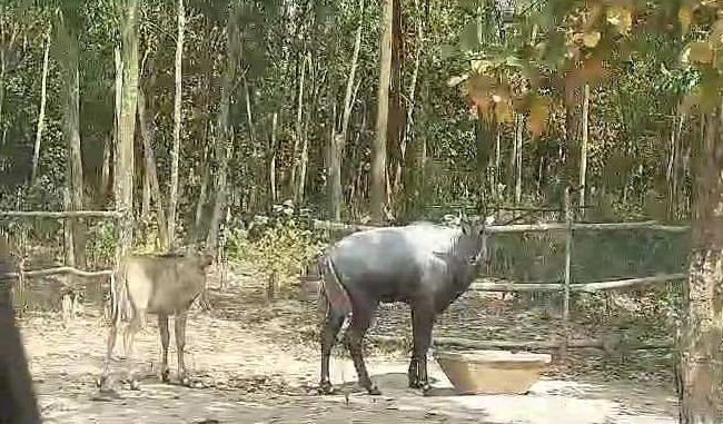 নেওয়া নীলগাই শাবকটি পার্কের নিজস্ব বেষ্টনীতে মায়ের সঙ্গে ছোটাছুটি করে সময় পার করছে। ছবি: সংগৃহীত