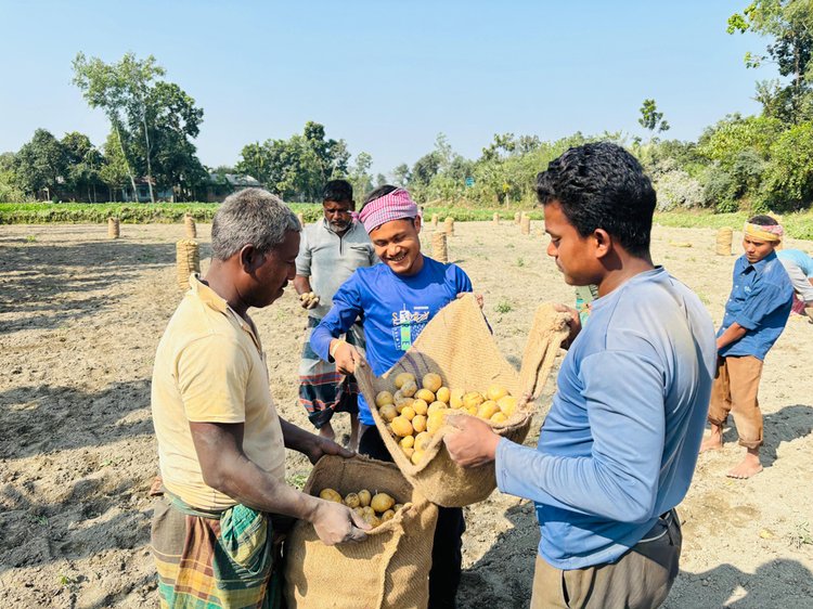 ঠাকুরগাঁওয়ের জগন্নাথপুর এলাকার একটি আলুখেত। ছবি: আজকের পত্রিকা