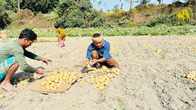 ঠাকুরগাঁওয়ের জগন্নাথপুর এলাকার একটি আলুখেত। ছবি: আজকের পত্রিকা