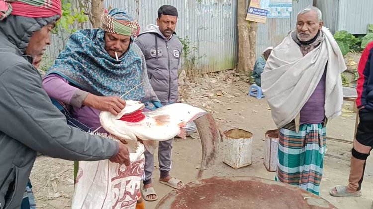 হরিরামপুরে পদ্মায় ধরা পড়া ১১ কেজির বোয়াল। ছবি: আজকের পত্রিকা