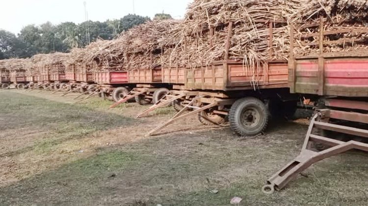 জামালপুরের দেওয়ানগঞ্জ জিল বাংলা চিনিকলে আখমাড়াই শুরু হয়েছে। ছবি: সংগৃহীত