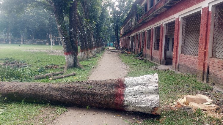 বিদ্যালয়ের ভেতর কাটা মেহগনির গাছ। ছবি: আজকের পত্রিকা