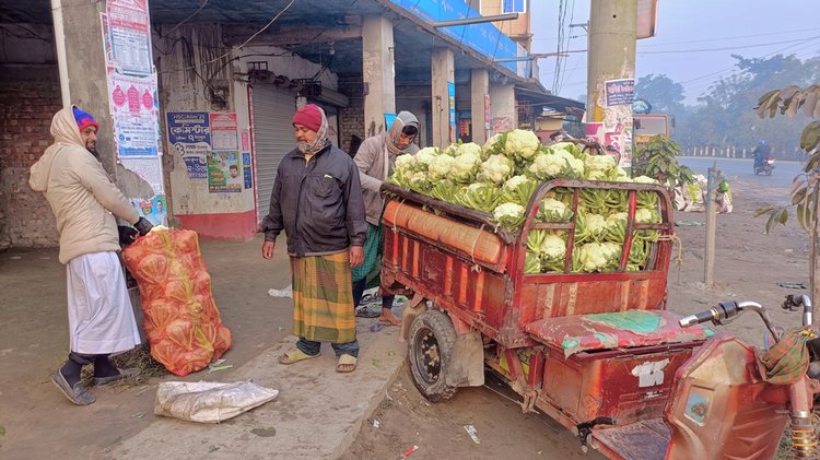 নওগাঁয় ২ থেকে ৪ টাকা দরে ফুলকপি বিক্রি করছেন চাষিরা। ছবি: আজকের পত্রিকা