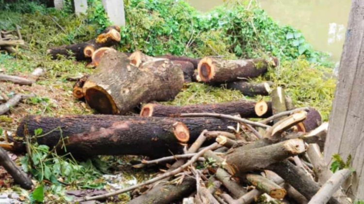 কেটে ফেলা কড়ইগাছ। ছবি: আজকের পত্রিকা