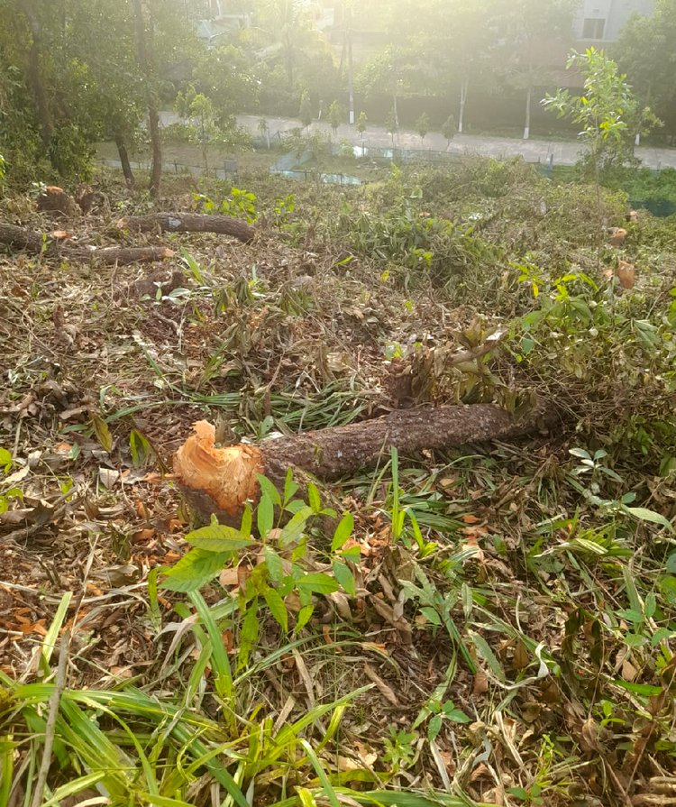 সিকৃবিতে ঝোপ পরিষ্কারের নামে ৭৯ গাছ কেটে সাবাড়। ছবি: আজকের পত্রিকা